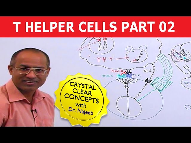 T Helper Cells | Immunology | Part 2/10