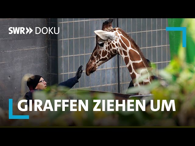 Kopf einziehen! - Karlsruher Giraffen ziehen um | Werktagshelden | SWR Doku