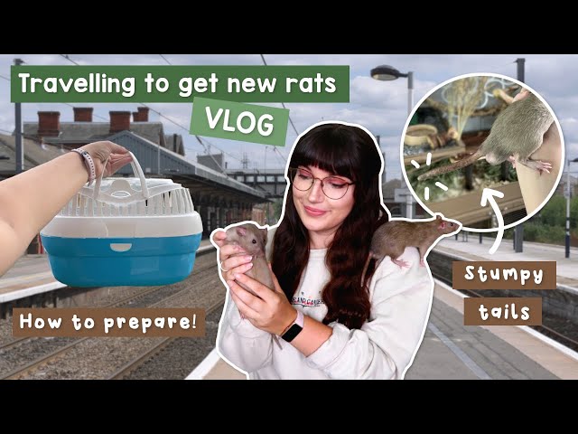 Travelling to get new Rats! They have stumpy tails | VLOG