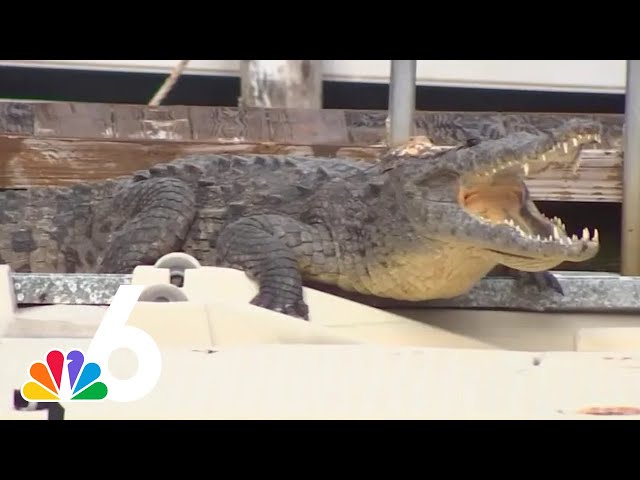 8-foot crocodile spotted  in Fort Lauderdale community for two days