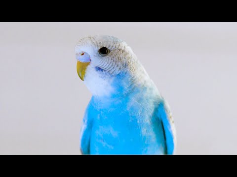 Parrot 4K