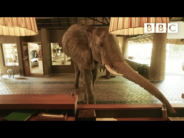Magical hotel where WILD ELEPHANTS walk straight through reception 😍🐘 - BBC