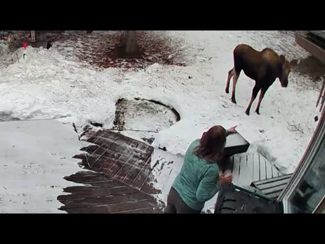 Dog Owner Uses ‘Mom Voice’ to Scare Off Massive Moose