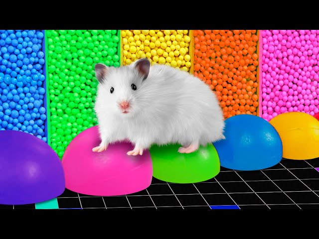 🌈 The Best Colorful Maze for Hamster 🐹 DIY Hamster Maze