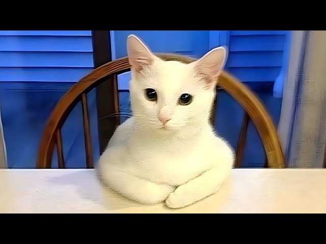 New Funny Cats and Dogs Videos 🐱🐶- Funniest Animals 2024 😂 Part - 6