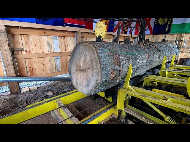 sawing a big oak log