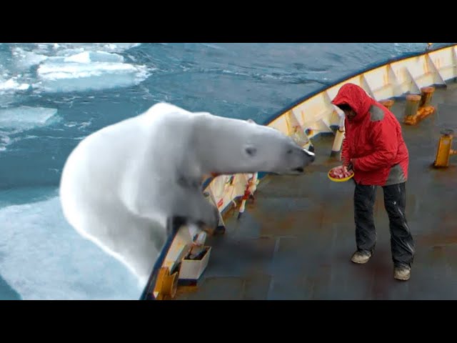 Animals That Asked People for Help & Kindness | Best Moments of Winter !