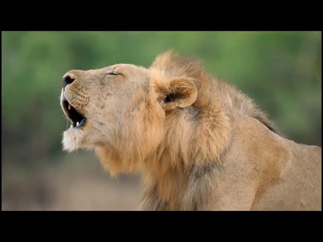 Two Lion Prides - Who Will Come out on Top? | National Geograhpic Documentary HD