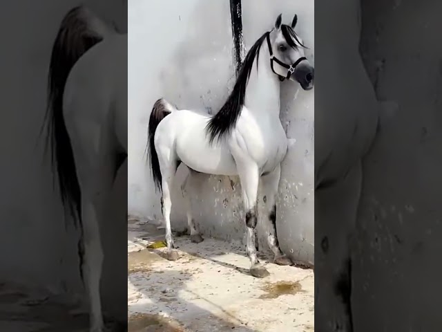 Arabian Horse #shorts #video #viral video