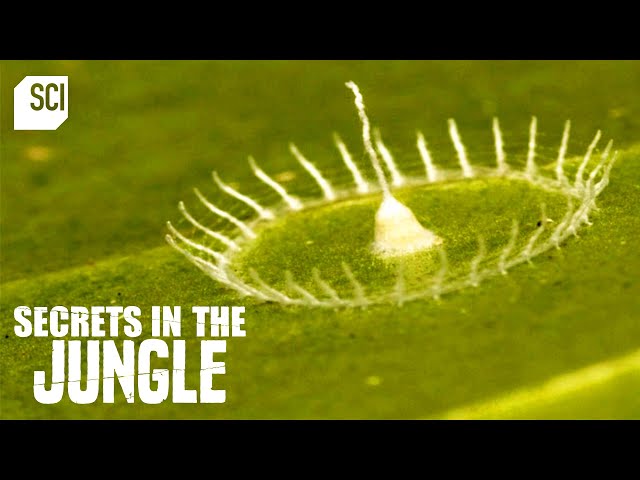 The Mystery of Silkhenge | Secrets in the Jungle | Science Channel
