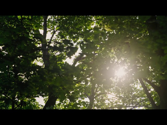 [10 Hours] Wind through Summer Trees - Video & Soundscape [1080HD] SlowTV