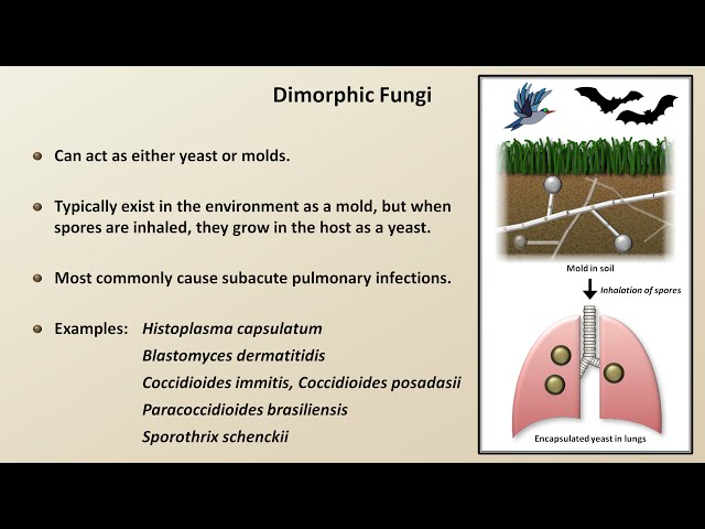 Classification and Structure of Fungi (Fungal Infections - Lesson 1)