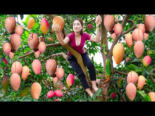 Harvesting Pink Mutant Mango With Disabled Younger Brother Goes to the market sell