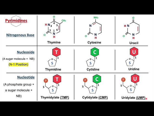 Introduction to Nucleic Acids, Nucleosides and Nucleotides | Biochemistry Basics