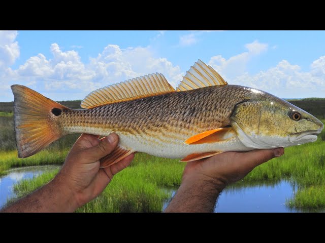 How To Catch Redfish, Snook, & Grouper (WITHOUT LIVE BAIT)