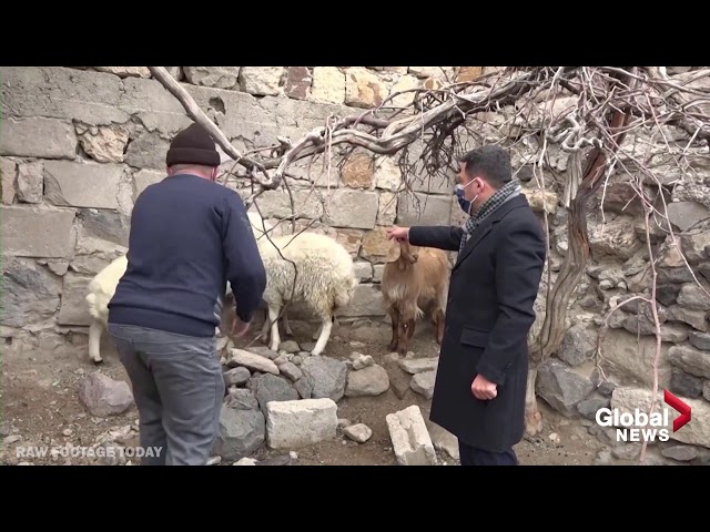 On the lamb- Escaped farm animals raise havoc at city hall in Turkey