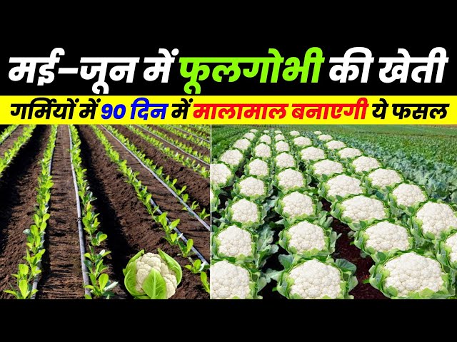 गर्मियों मे फूलगोभी की खेती कैसे करें | phool gobhi ki kheti | Cauliflower farming, New 2024 में