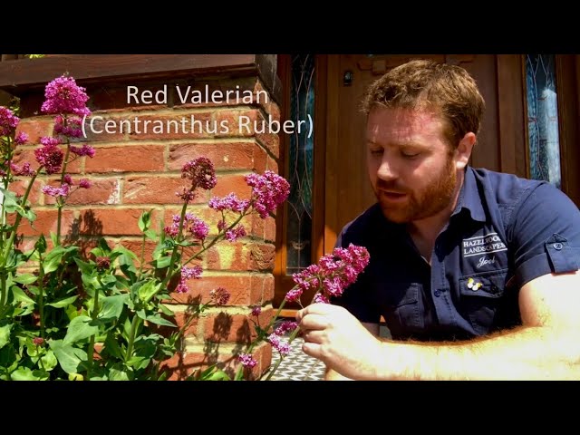 How to Attract Butterflies and Moths to your Garden - Red Valerian - Episode 12