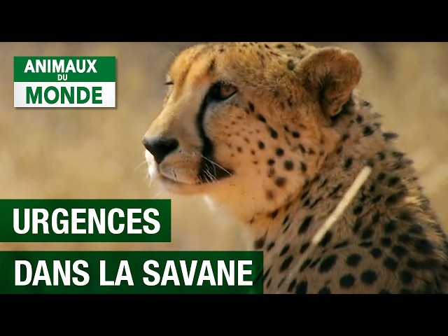 Capturing wild animal to protect them from certain death - Full Documentary