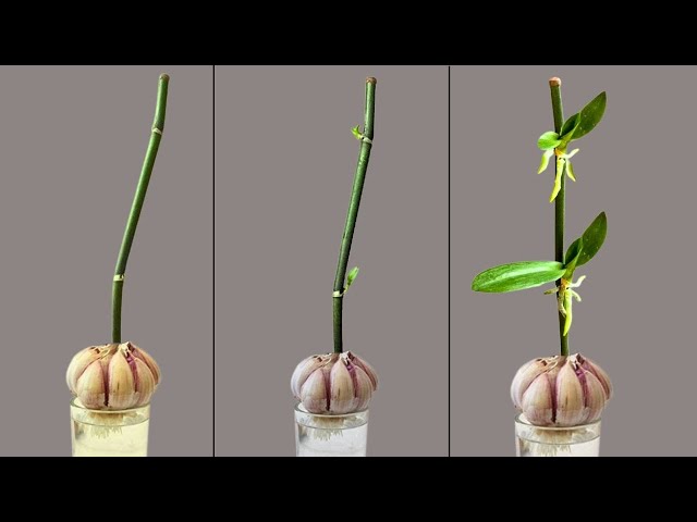 Just garlic! Your orchids germinate very easily and bloom all year round