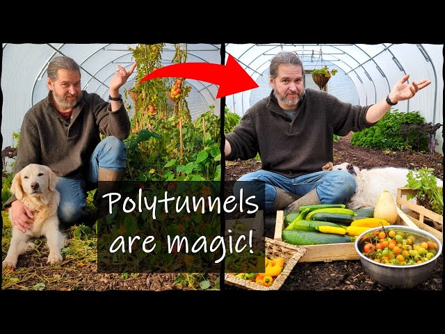 Polytunnels are magic!