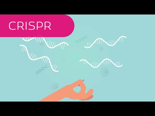 CRISPR in 4 Minuten erklärt