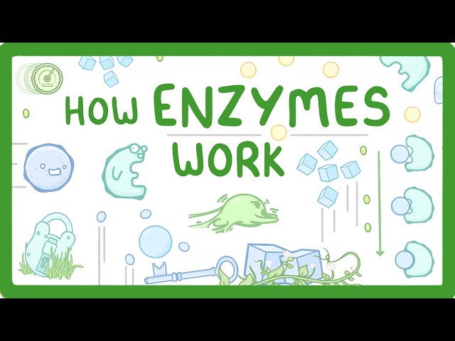 GCSE Biology - What are Enzymes?