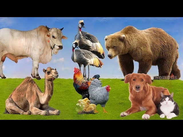 Lovely Animal Sounds: Grey Crowned Crane, Bear, Cow, Dog, Camel, Cat, Rooster | Animal Moments