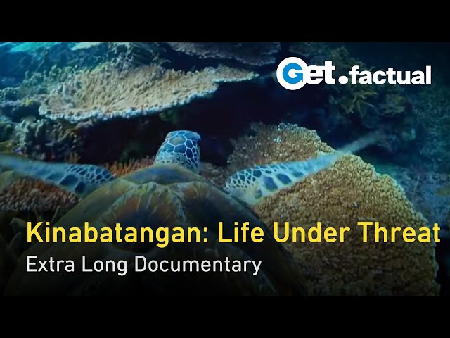 Kinabatangan: River of Life and Loss | Extra Long Documentary