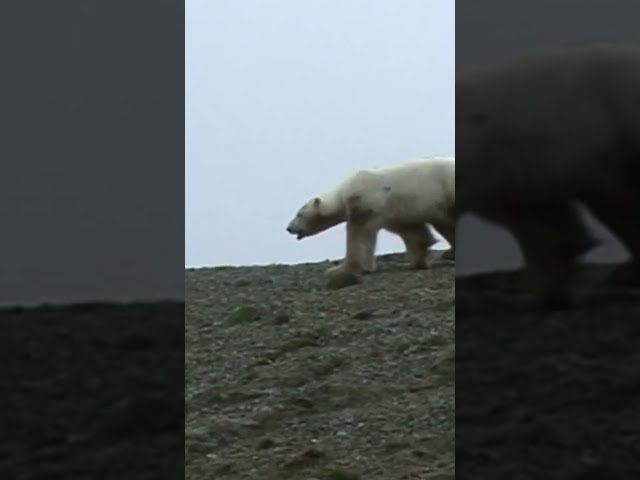 La vérité sur l'extinction de l'ours polaire #shorts