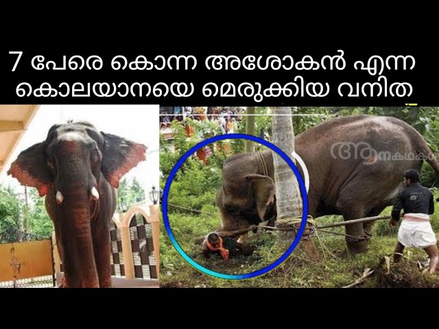 7 പേരെ കൊന്ന കൊലയാനയുടെ വനിതാ പാപ്പാൻ | KKP madhavan elephant | Elephant attack | Sree 4 elephant