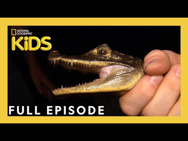 Animal Invaders | Weird But True! | S1 E10 | Full Episode | @natgeokids