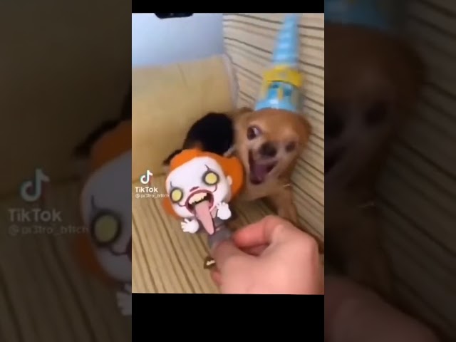 ANGRY Chihuahua eats everything but Putin 😂🐶