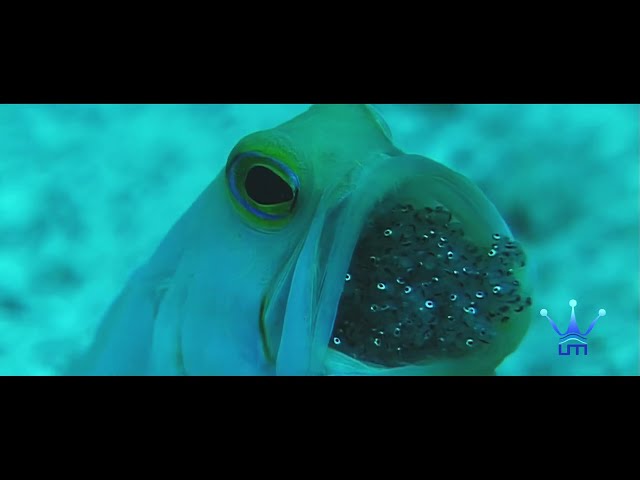 Liquid Motion Yellowhead Jawfish - Awesome Underwater Videos!