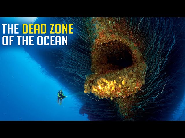 Who Lives In The Dead Zone Of The Ocean?