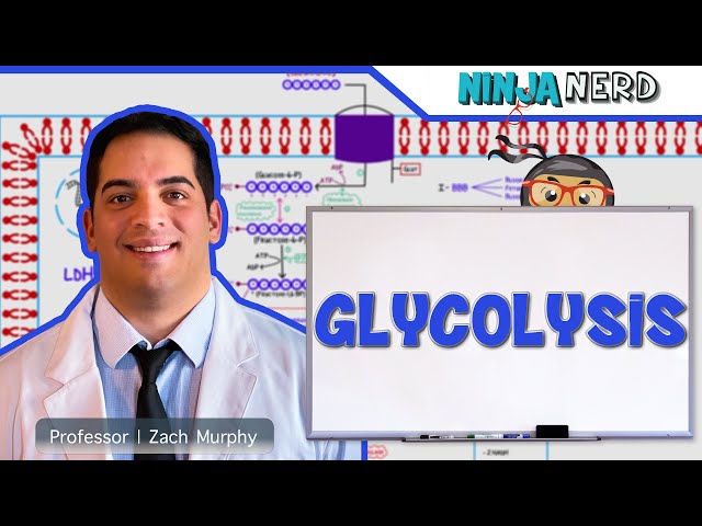 Metabolism | Glycolysis