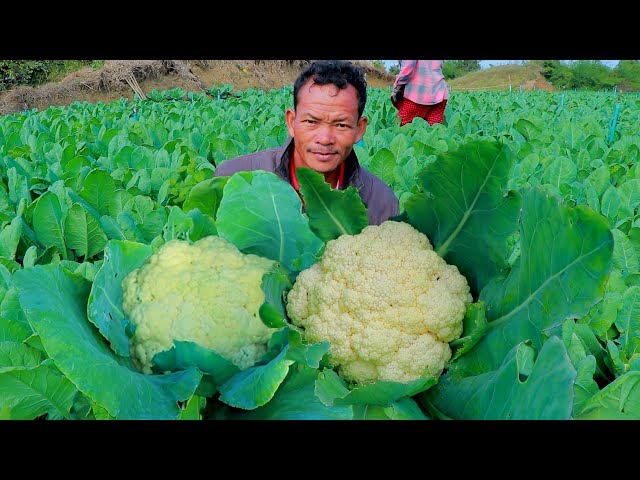 How To Grow Cauliflower To Fast Harvesting in 45 Days - Awesome Cauliflower Cultivation Technology