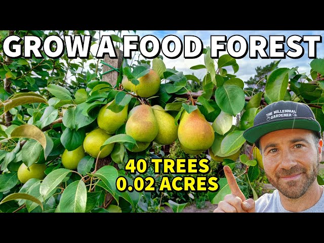 40 FRUIT TREES On 0.02 ACRES? Turn ANY Size Yard Into A Thriving FOOD FOREST!