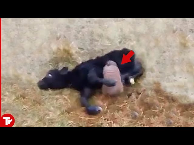 You Won't Believe How Strong This Little Animal..It Eats Calf Alive!