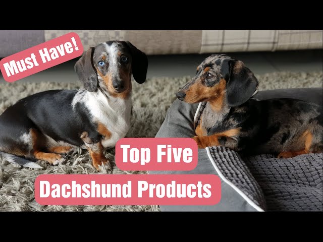 FIVE Things You Should Have Before Bringing Your DACHSHUND PUPPY Home