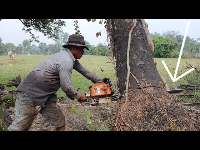 Incredible Cutting Down Palm Tree With Chainsaw STIHL MS 070