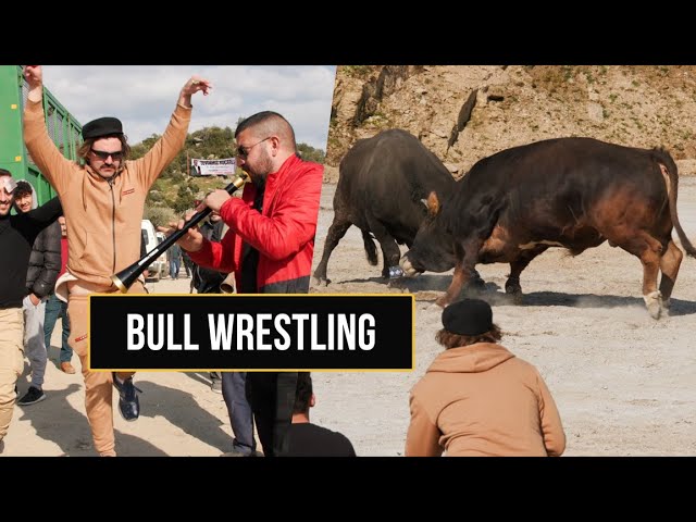 Bull Wrestling Festivals GET ROWDY
