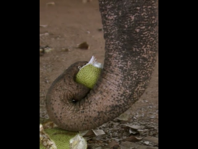 Pluck it, eat it #elephant