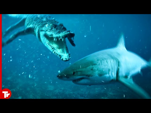 Look What This Crocodile Did When It Ran into a Shark