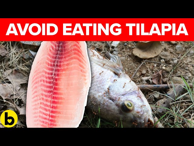 Why Health Experts Say To Avoid Eating Tilapia & Salmon