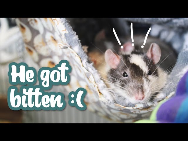 The rats haven't been getting along | VLOG