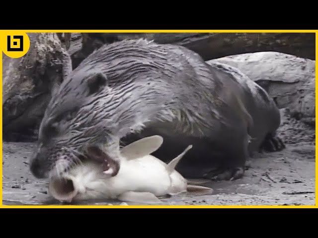 15 Moments When Otters Hunt And Eat Their Prey