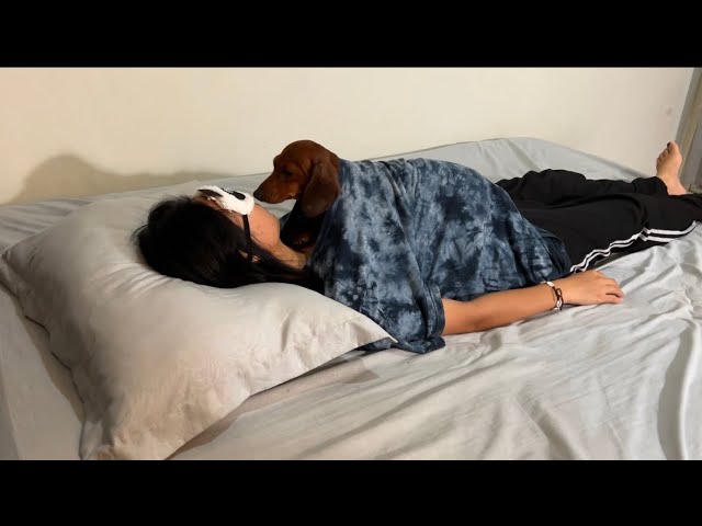 15 Ways to Sleep Beside a Warm mini dachshund