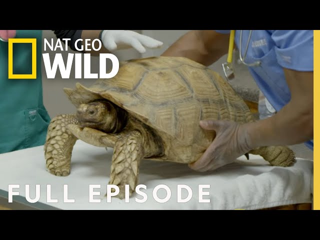 Tortoise and the Hairless Cat (Full Episode) | Critter Fixers