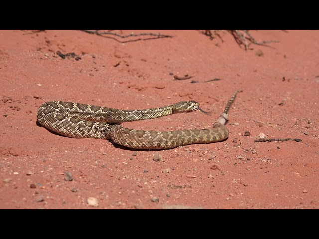 Mojave Green Rattlesnake at Red Rock Canyon ~ 4K